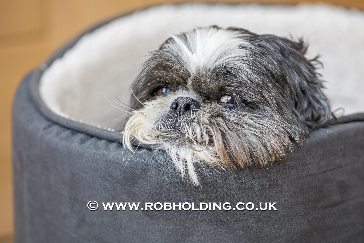 Pet photography in Cambridge by Rob Holding – Senior Dog portrait.