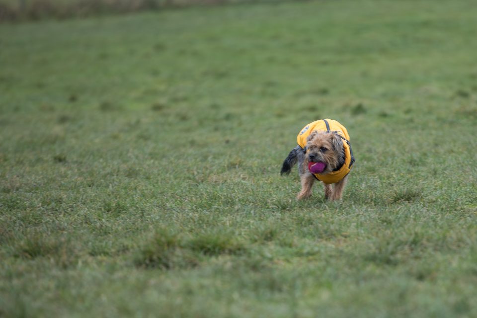 Dora