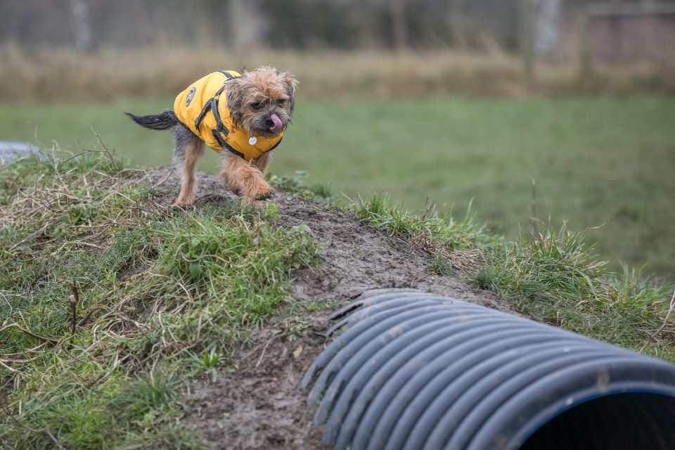 Dora