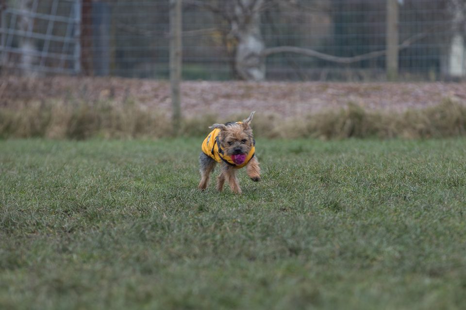 Dora